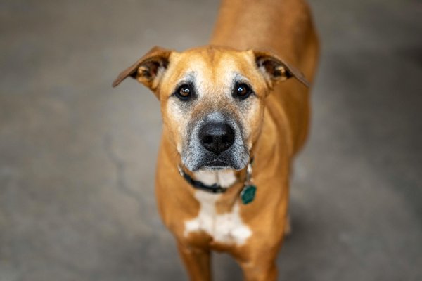 Animaltrainingcommunityhub