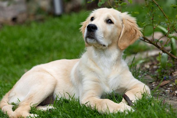 Effective Strategies for Socializing Your Shy Beagle Puppy: A Comprehensive Guide