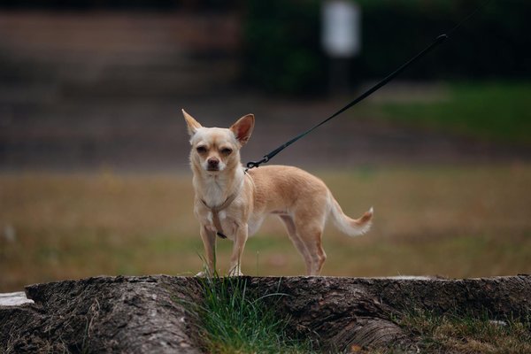 Essential Grooming Tips for Managing the Luxurious Coat of Your Alaskan Malamute