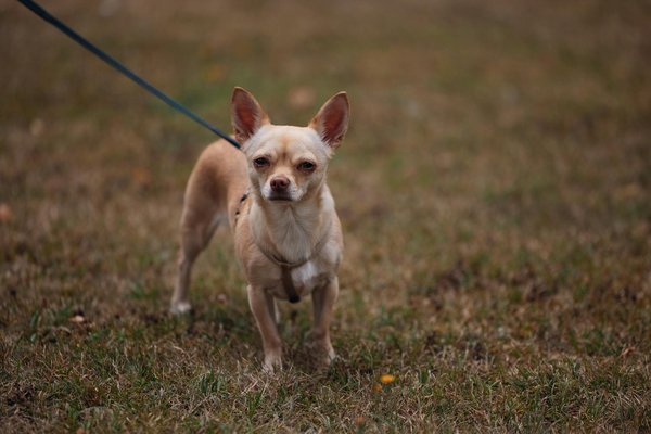 Essential Tips for UK Birdwatchers: Safeguarding Rare Species During the Nesting Season