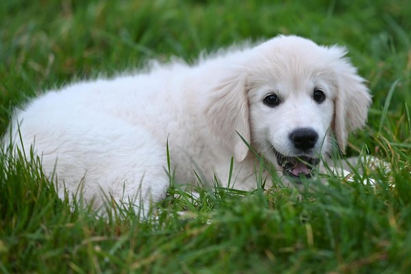 Crafting the Perfect Kidney-Friendly Diet for Your Senior Dog: A Guide to Balanced Nutrition